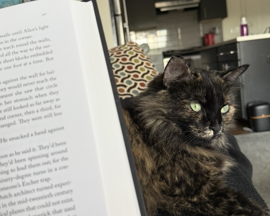 Cat of querying author Chloe Ruffennach in front of a book. 
